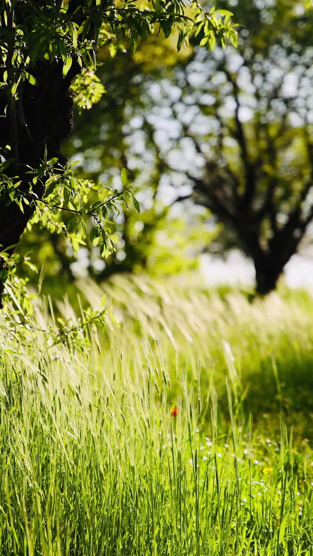 Video by Shuttercraftsman