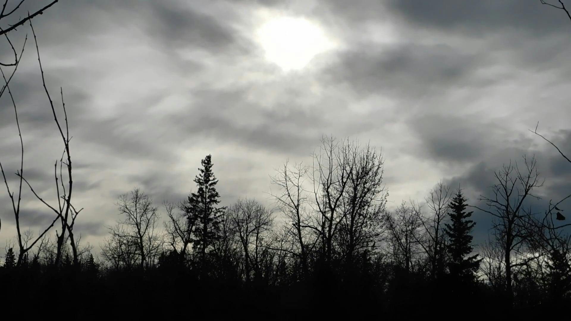 Video by Zuzanna Musial