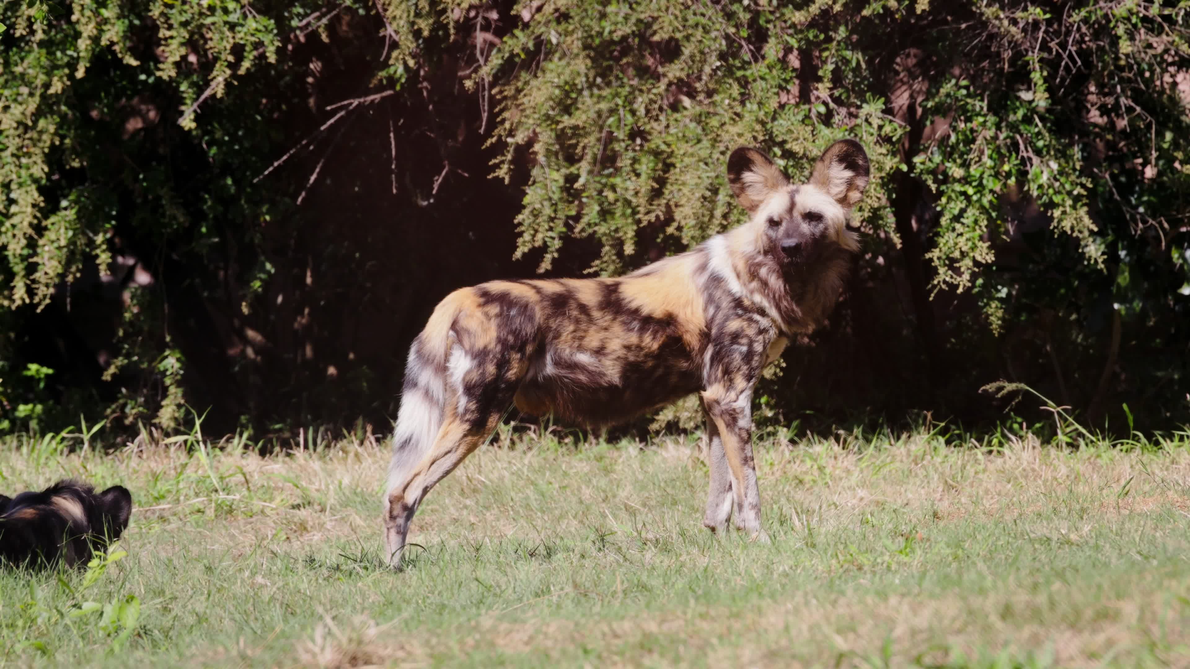 African Wild Dog in Natural Habitat Free Stock Video Footage, Royalty ...