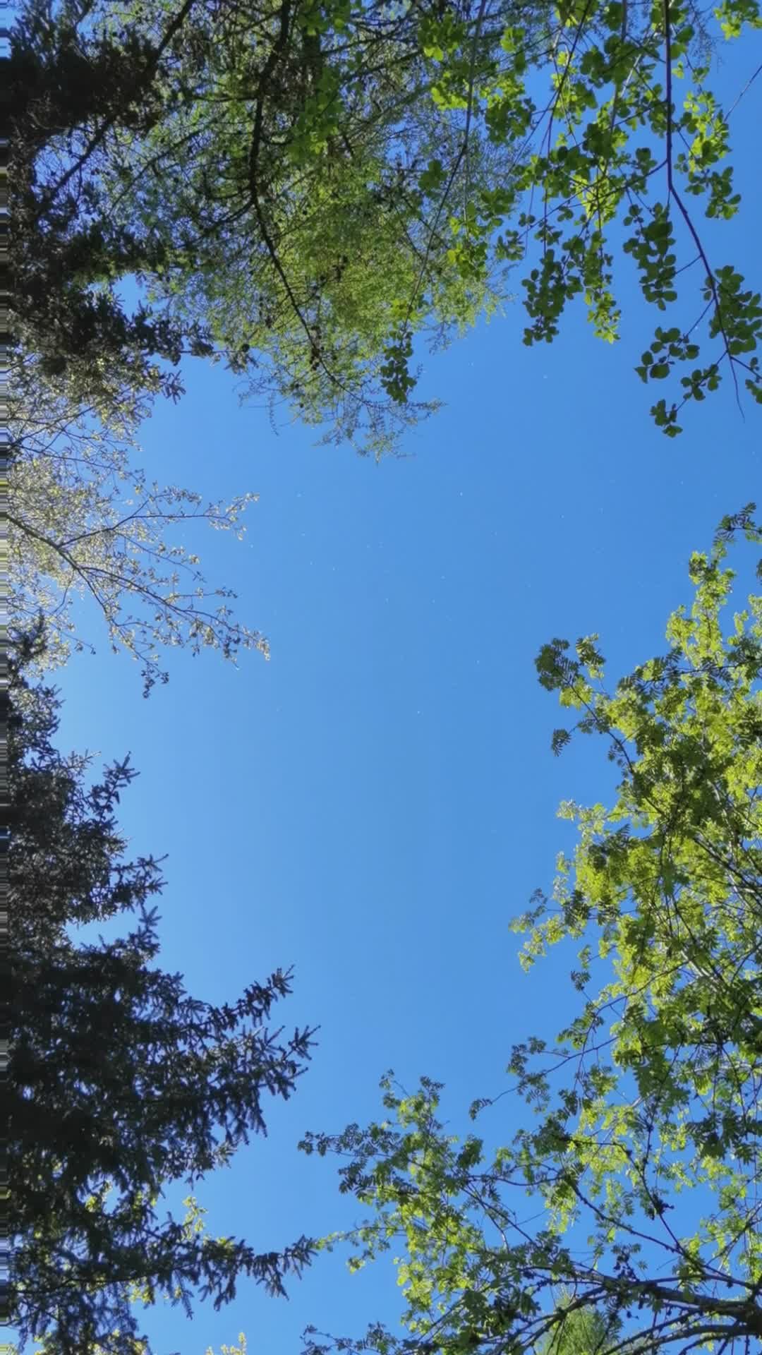 tranquil sky view through lush spring trees 37406432