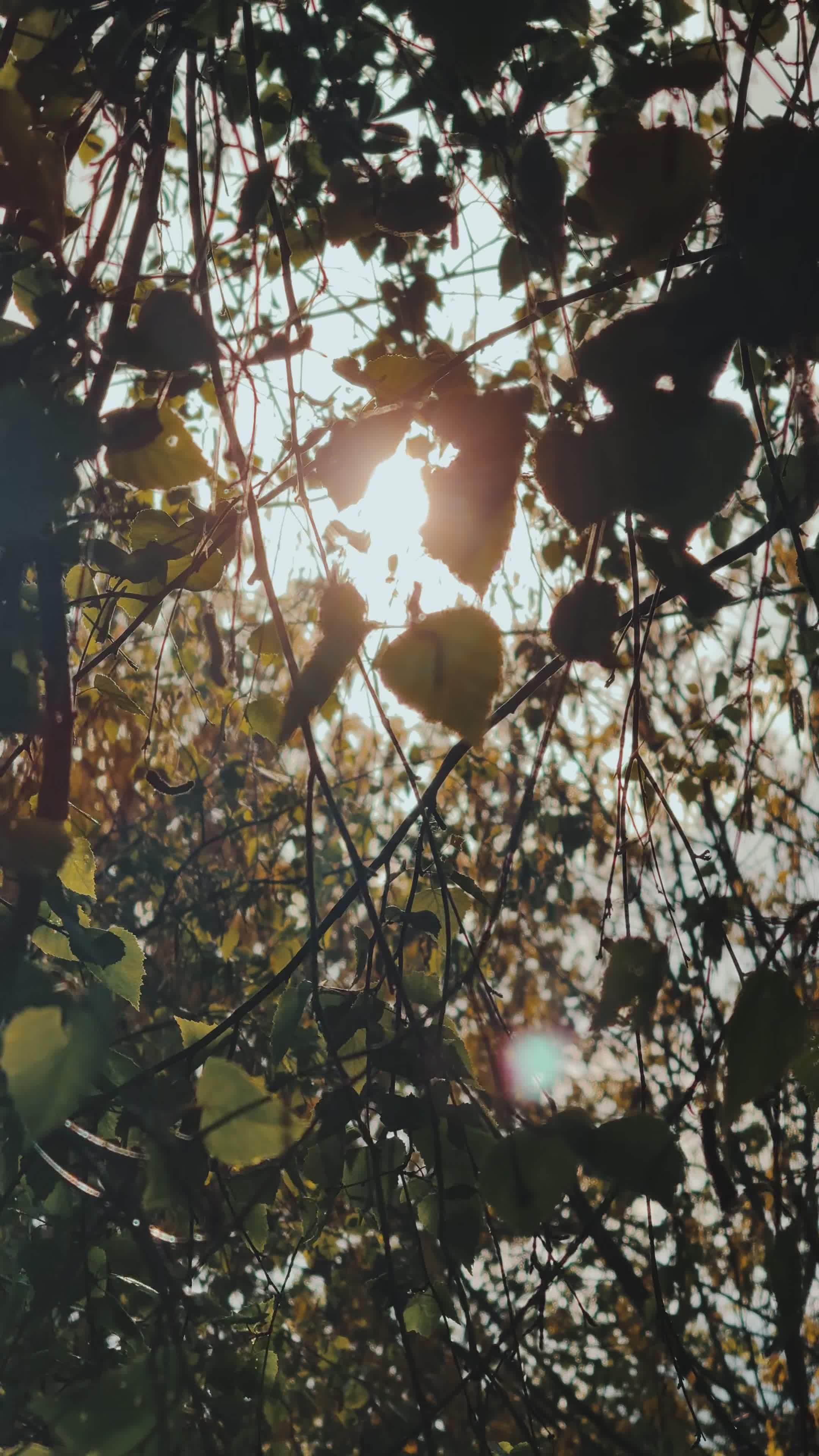 Video by Ammy Singh