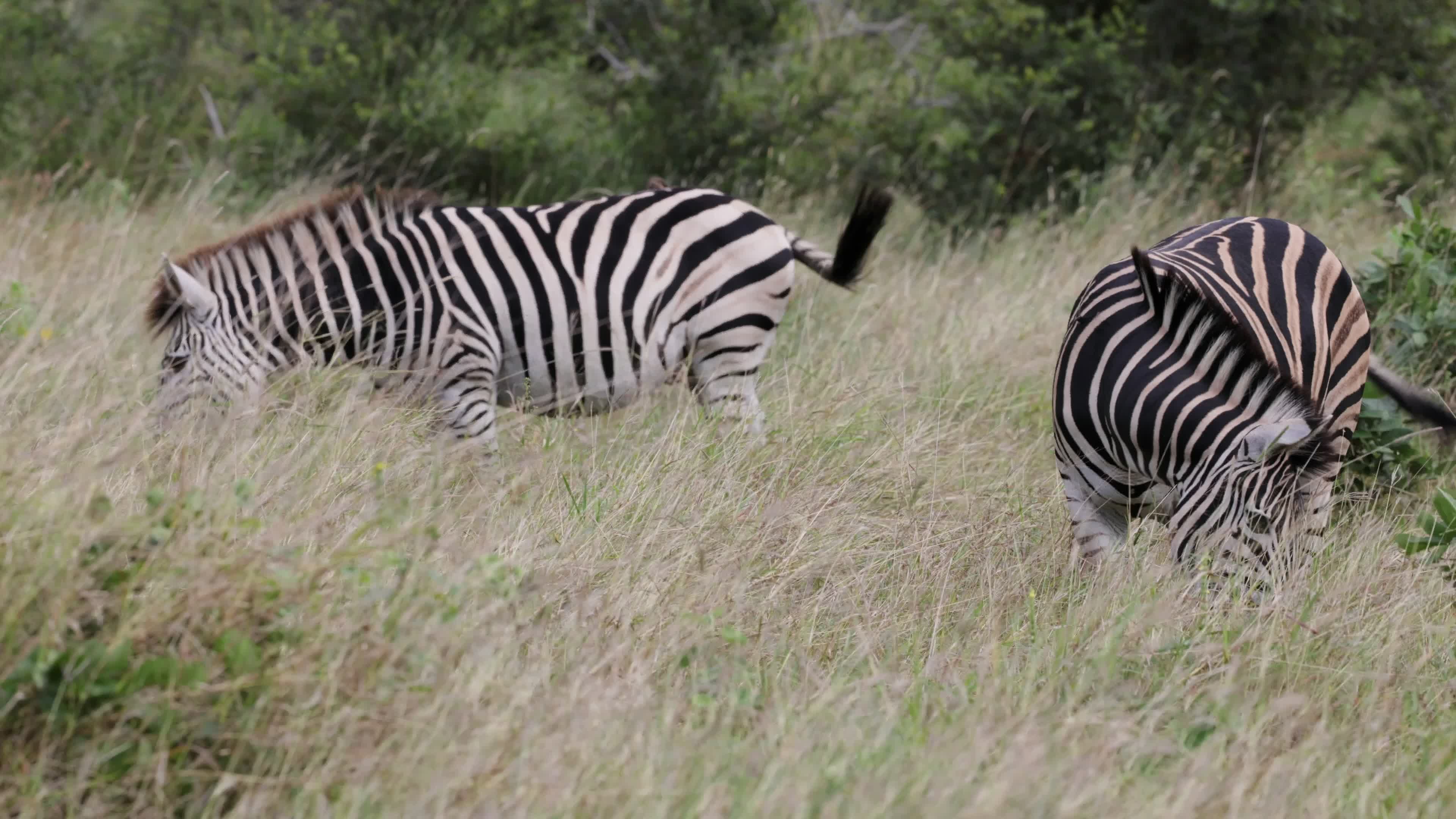 Zebras Grazing in African Savannah Free Stock Video Footage, Royalty ...
