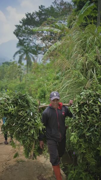 茶农采茶视频素材视频素材高清视频高清视频视频素材