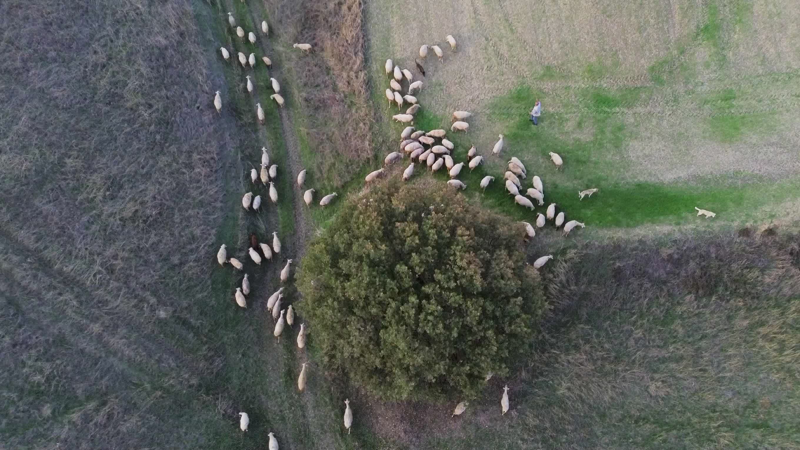 Scenic Aerial View of Sheep Grazing in Fields Free Stock Video Footage ...