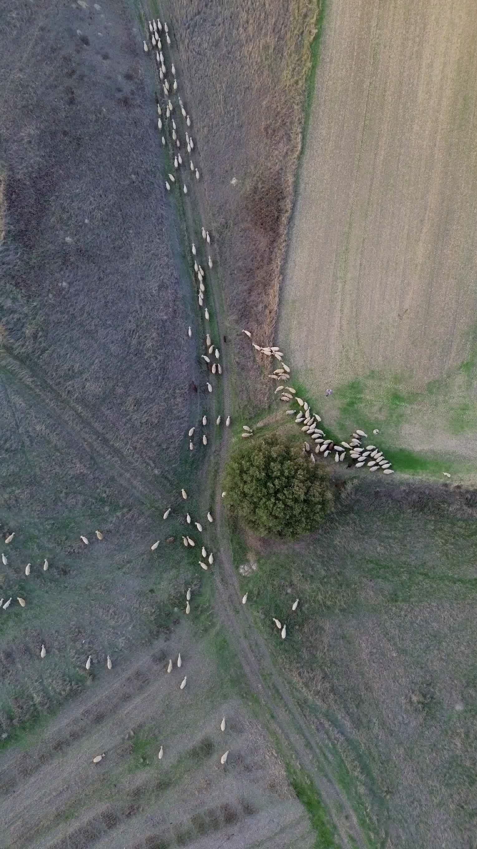 4K Aerial View of Sheep Grazing in Open Field Free Stock Video Footage ...
