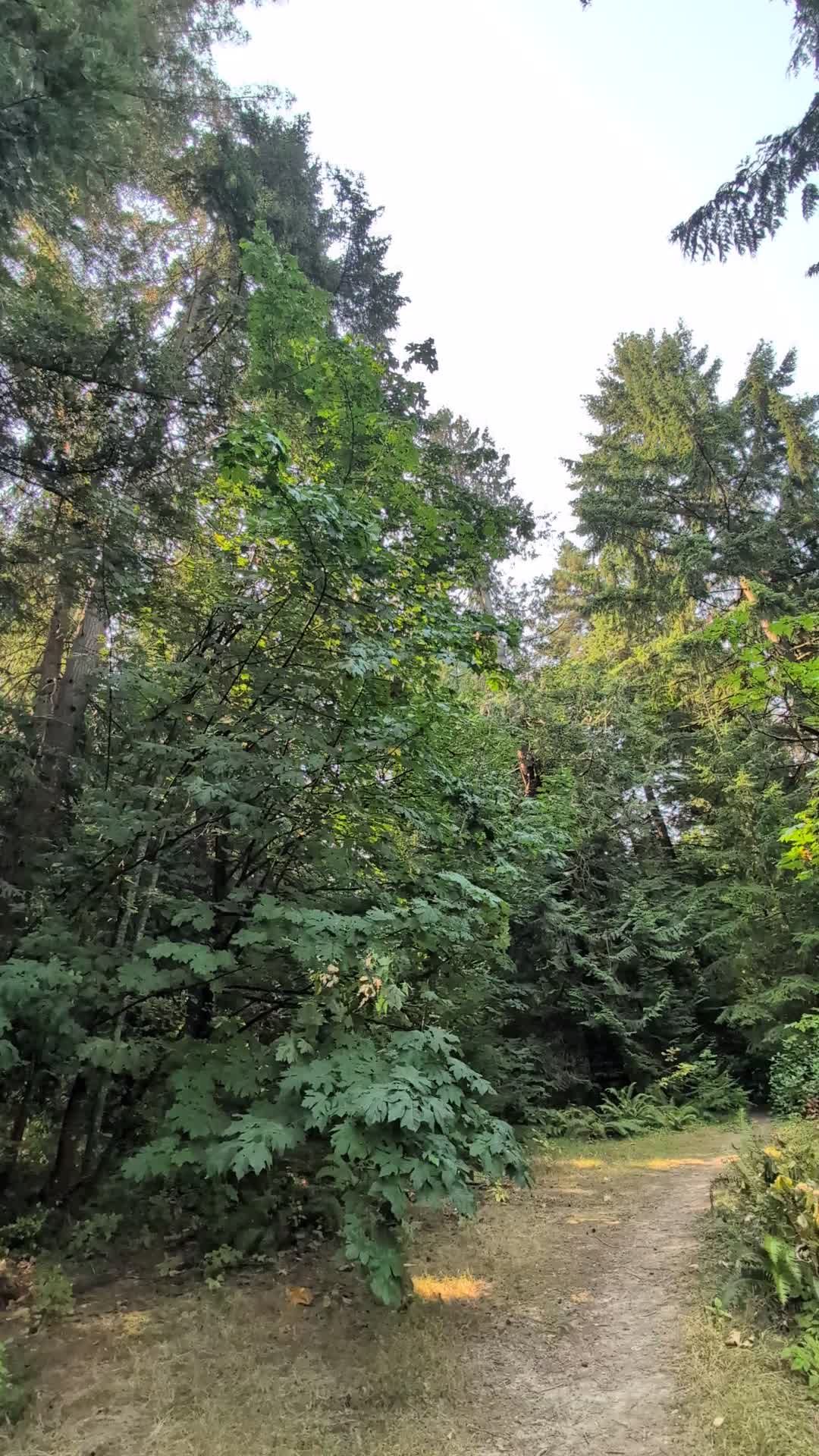 serene woodland path in lush forest 37426048