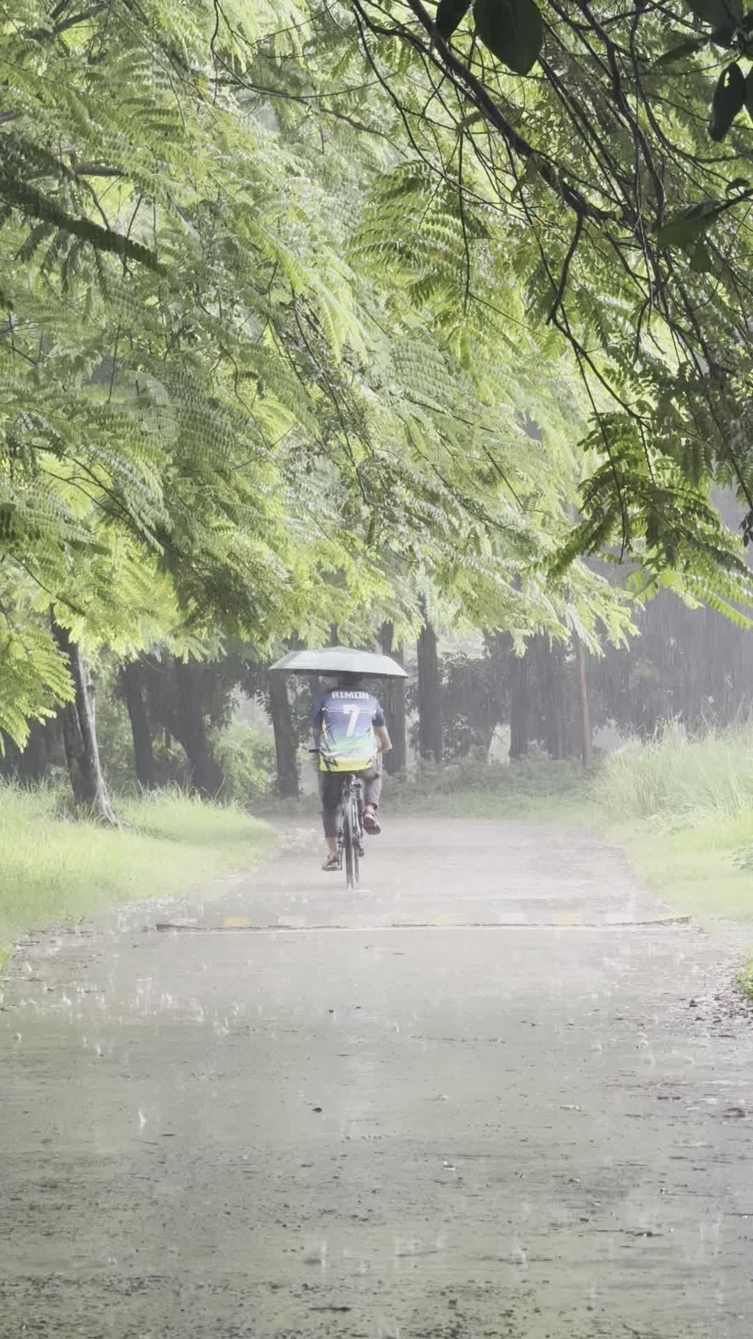 Cyclist Riding in Rainy Forest Pathway Free Stock Video Footage ...