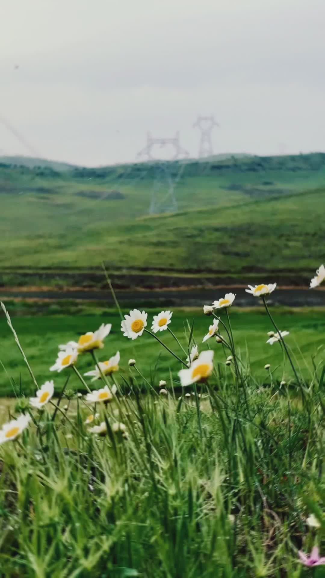 Vibrant Spring Flowers in Rolling Hills Free Stock Video Footage ...