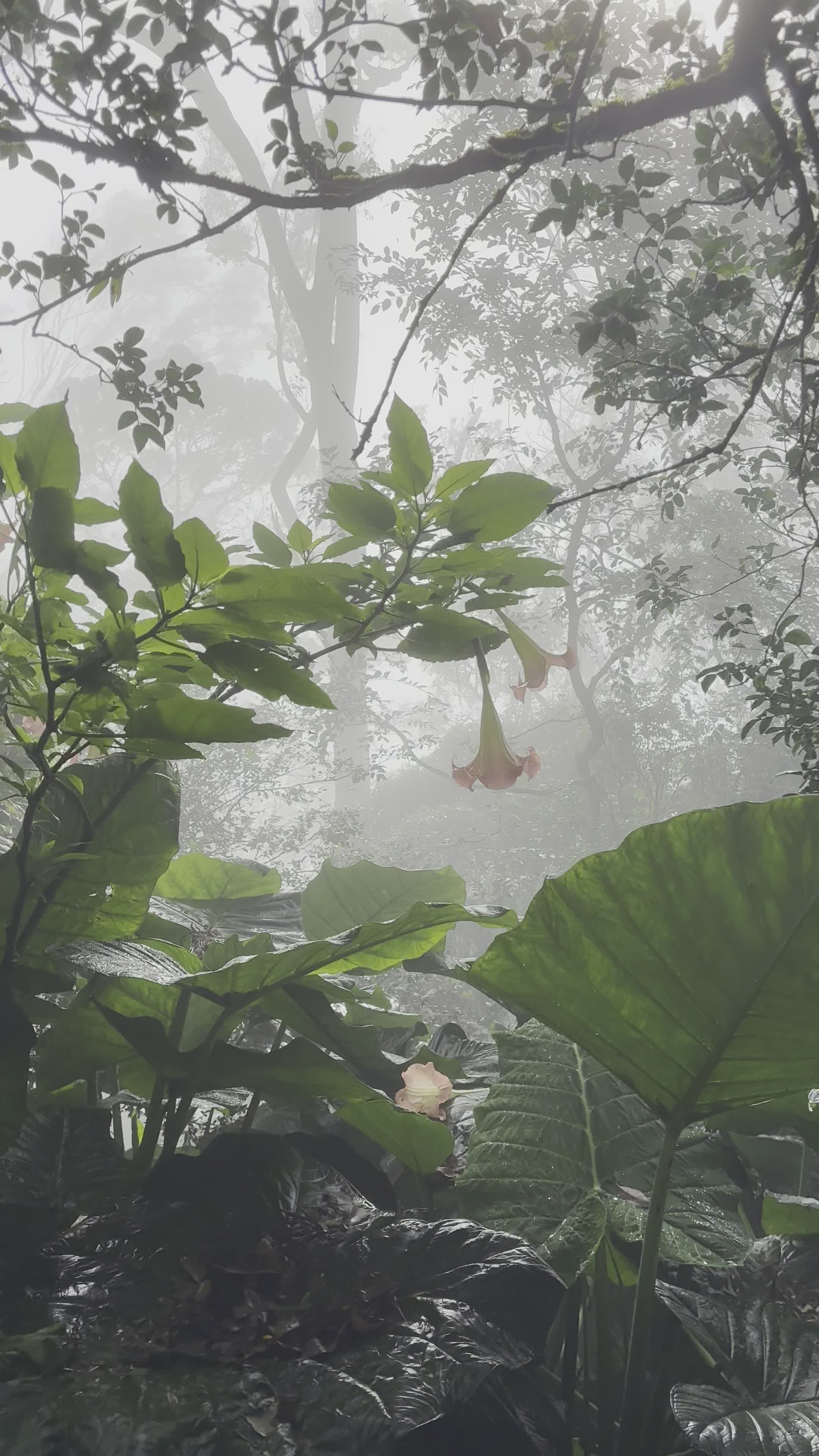 lush misty jungle with vibrant foliage 37431627 — free pexels stock footage