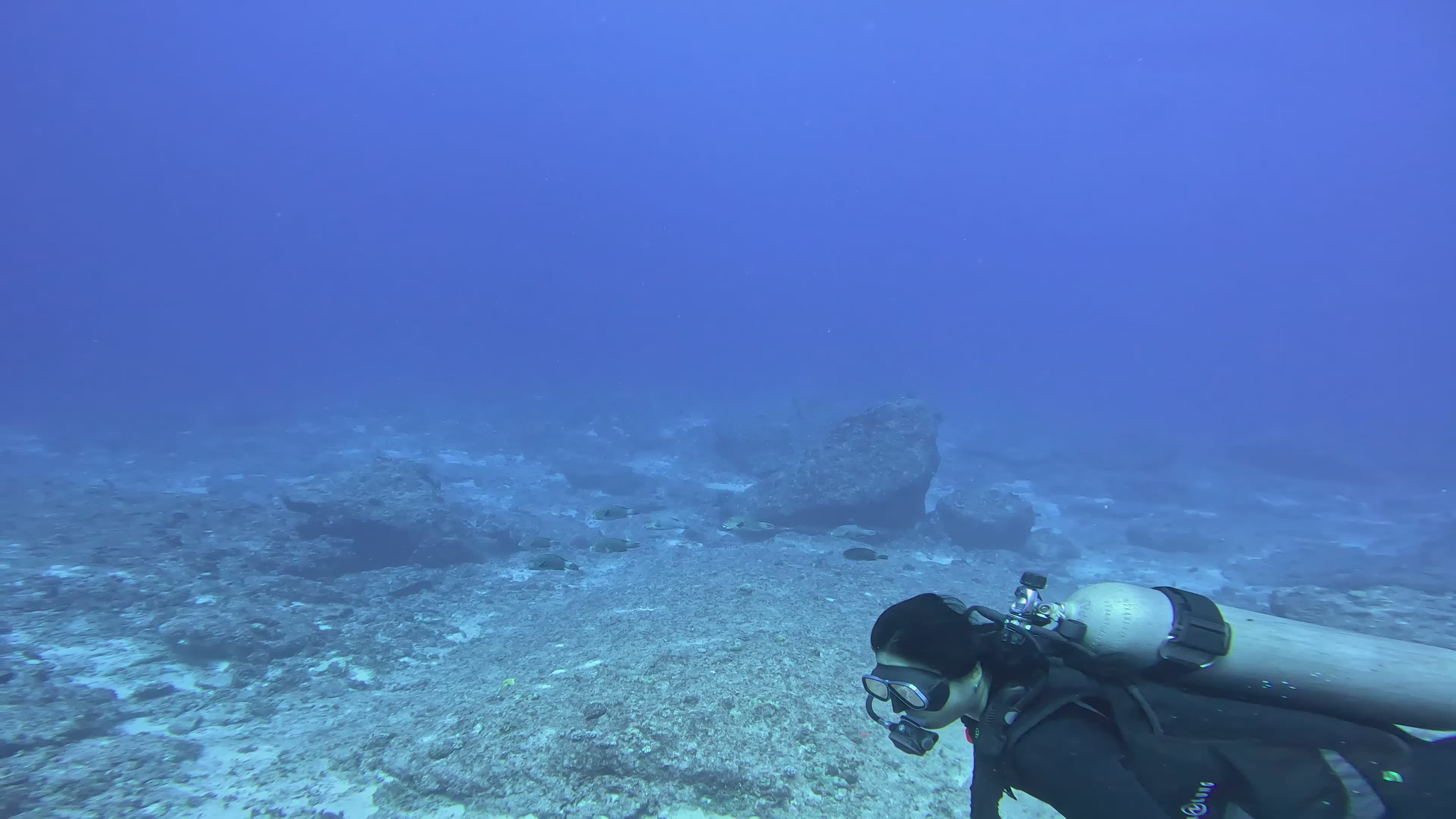 Scuba Diver Exploring Coral Reefs Underwater Free Stock Video Footage ...