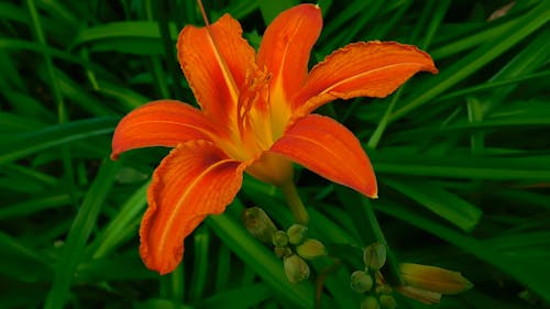 A Tiger Lily Flower In Full Bloom
