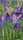 saffron