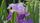 iris flower