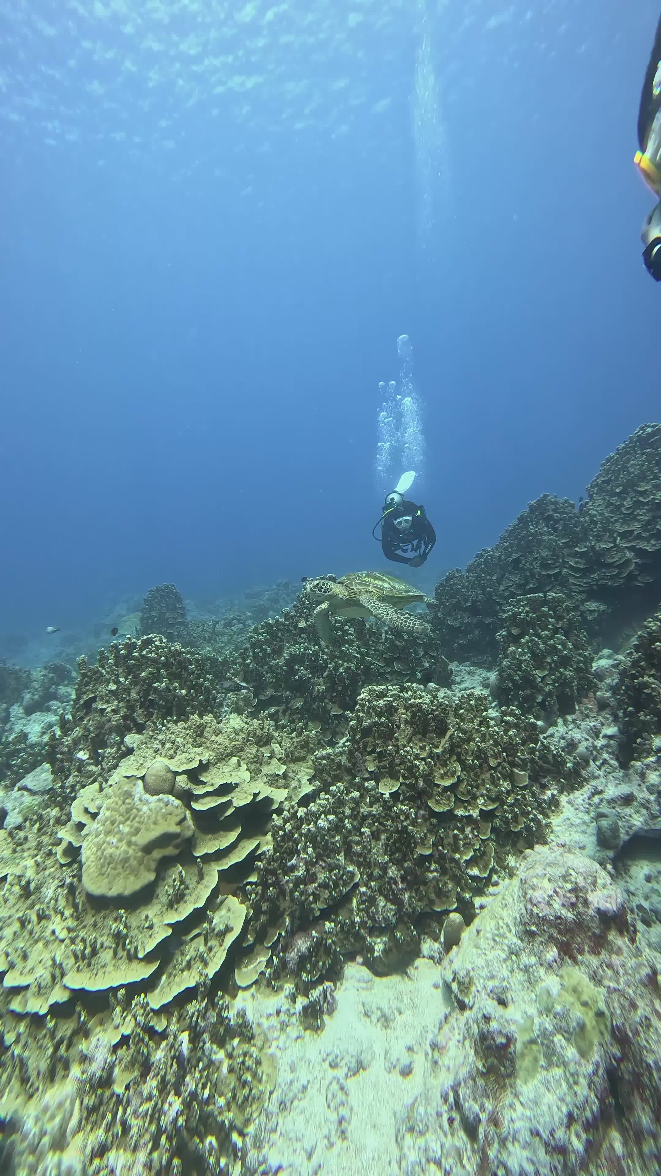 weekend escape sorted
📍 Great Barrier Reef
🎥 JUN HO LEE · Pexels
#travel #wanderlust #nature #adventure #vacation