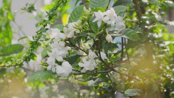栀子花免费下载高清视频视频素材视频素材