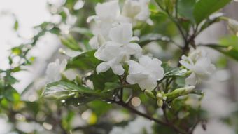 栀子花免费下载高清视频视频素材视频素材