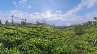 铁观音茶山 4K 航拍视频素材