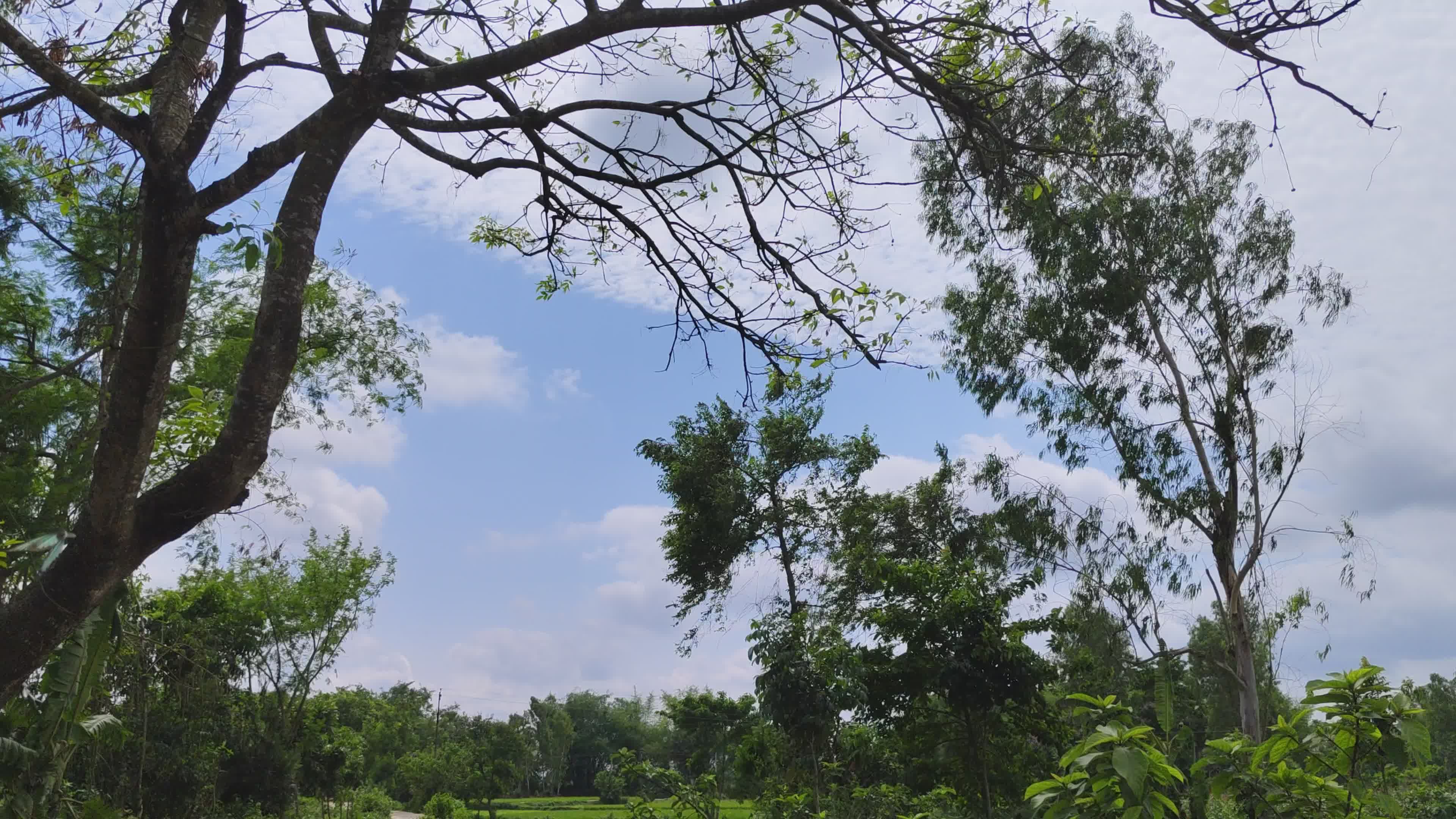 Video by Arup Kamat