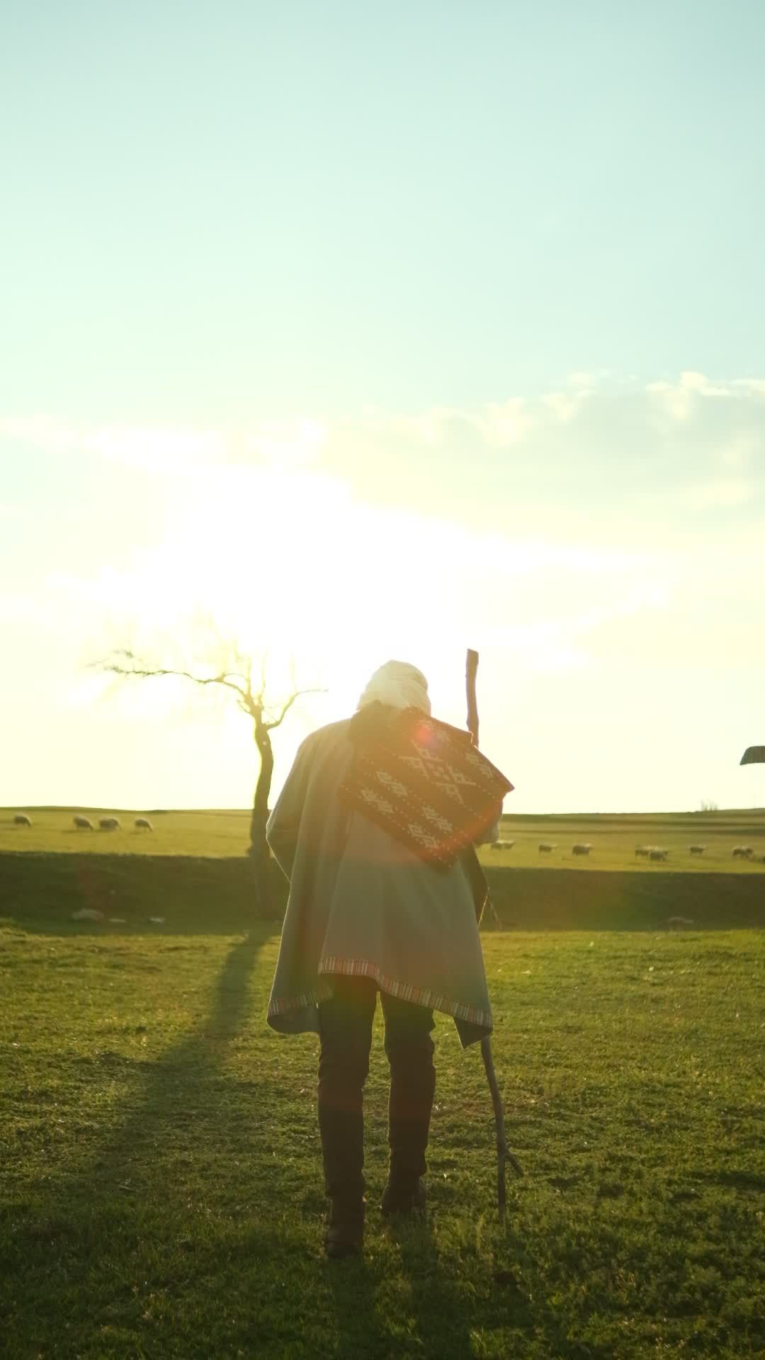 Shepherd Walking in Scenic Sunrise Field Free Stock Video Footage ...