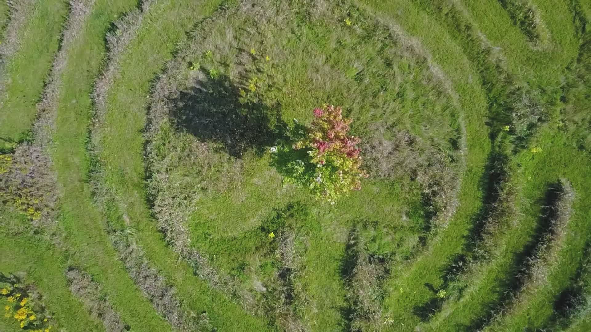 Aerial View of Green Labyrinth in Nature Free Stock Video Footage ...