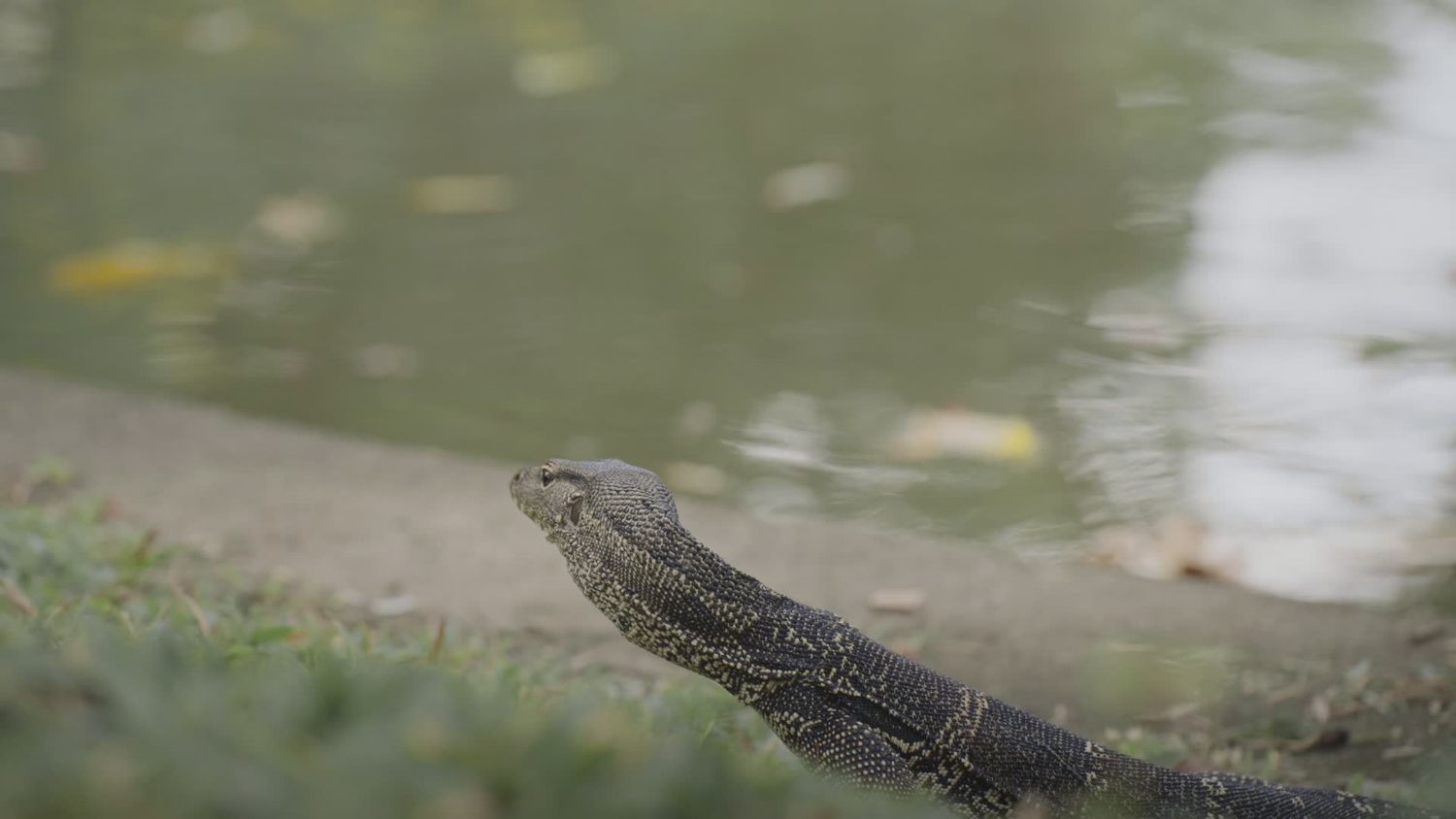 Monitor Lizard Videos, Download The BEST Free 4k Stock Video Footage ...