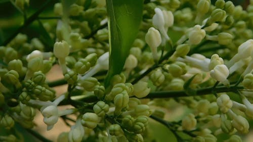 A Lilac Starting to Bloom