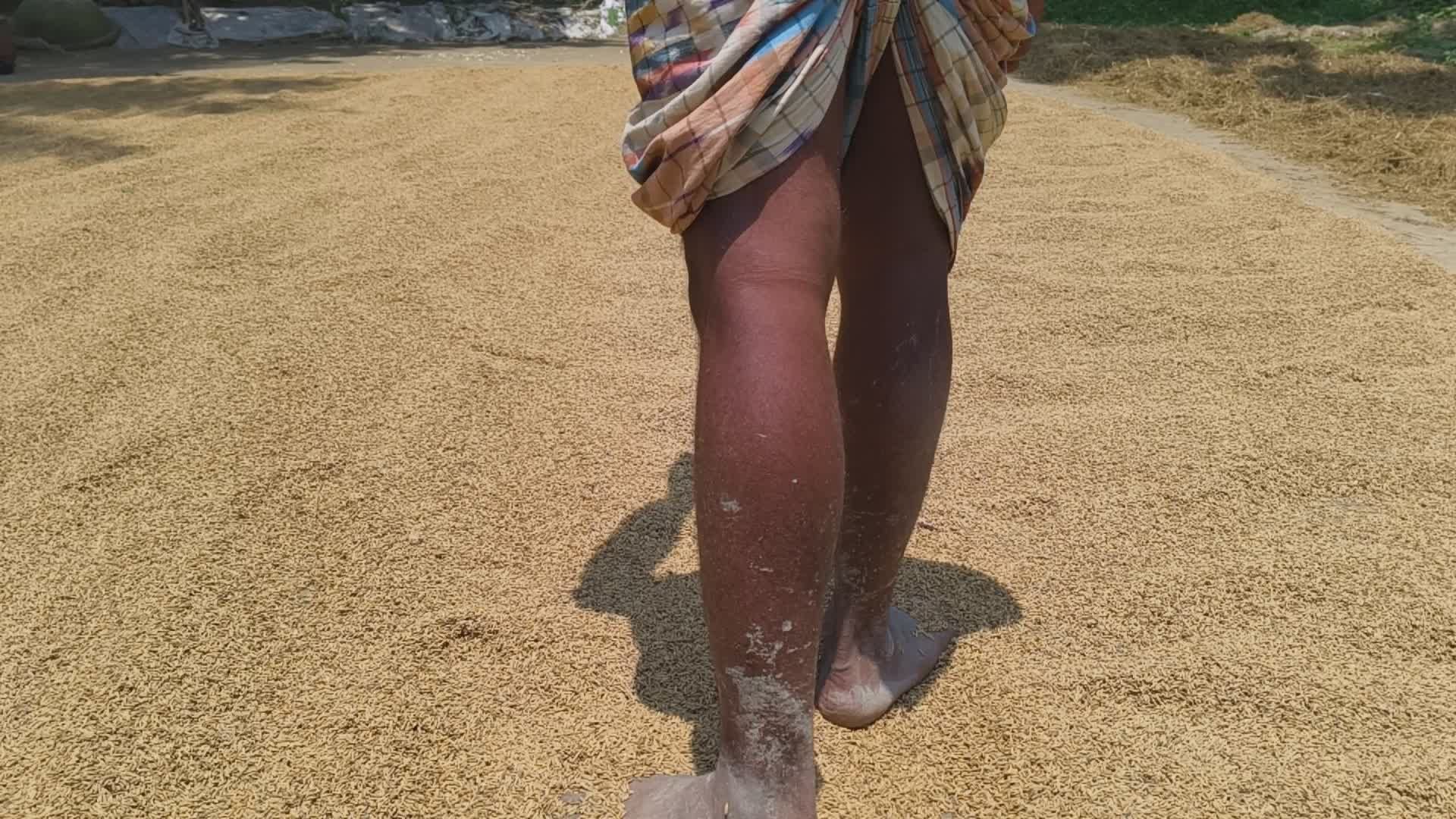 Barefoot Farmer Walking on Rice Grains Free Stock Video Footage ...