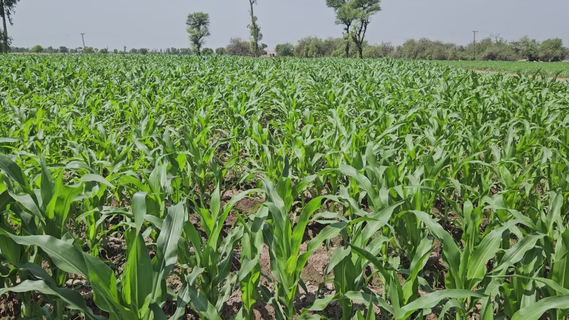 Fertilizer Supplier video