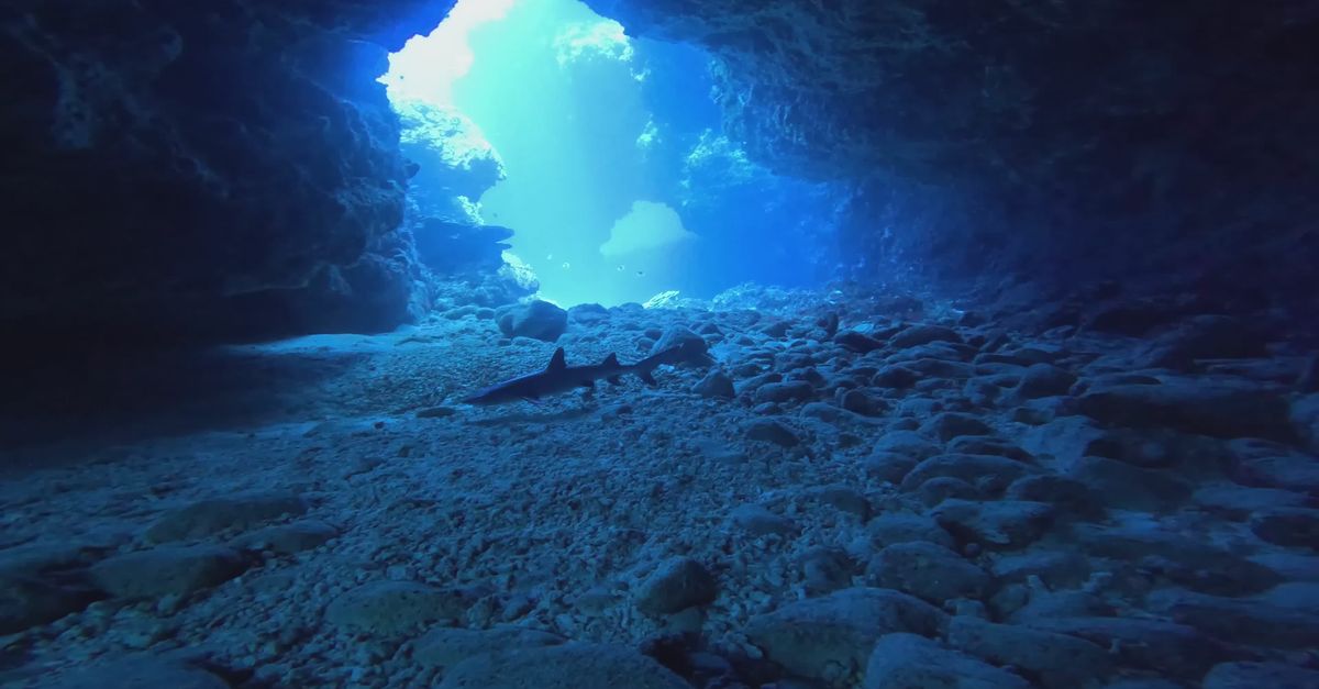 Cave Video Exploring Underwater Caves with Sharks Free Stock Video Footage ...