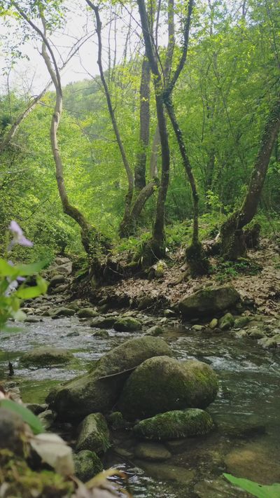 Mesut Musluer's nature timelapse video