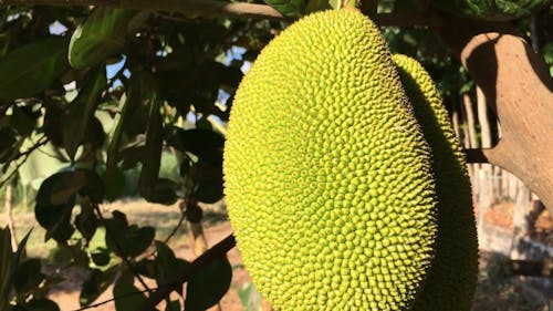 Jackfruits On A Tree