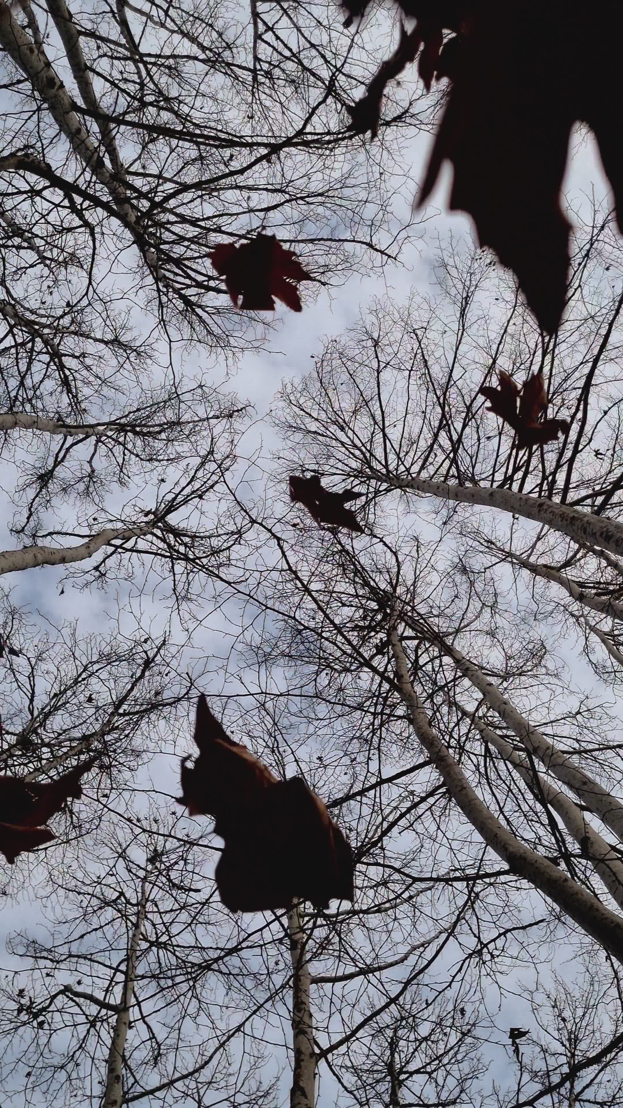 falling autumn leaves in forest scene 37535452