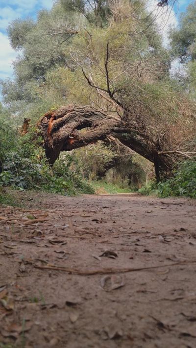 Talha Kuğu's nature timelapse video
