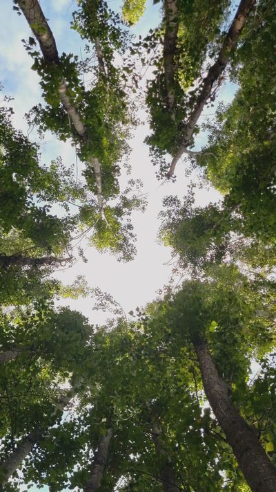 Talha Kuğu's nature timelapse video