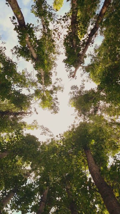 Talha Kuğu's nature timelapse video