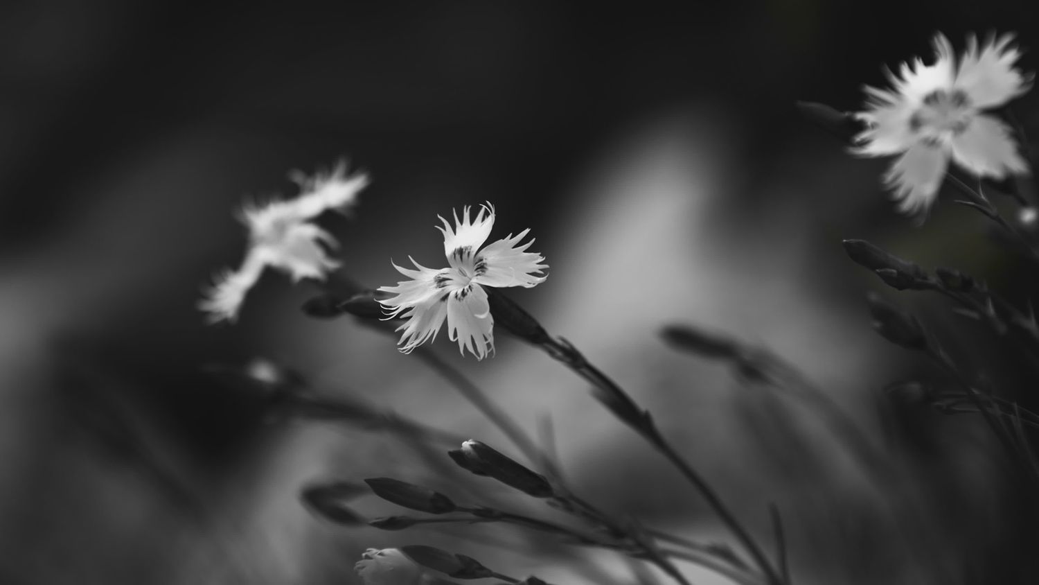 Black Blossom Videos, Download The BEST Free 4k Stock Video Footage ...