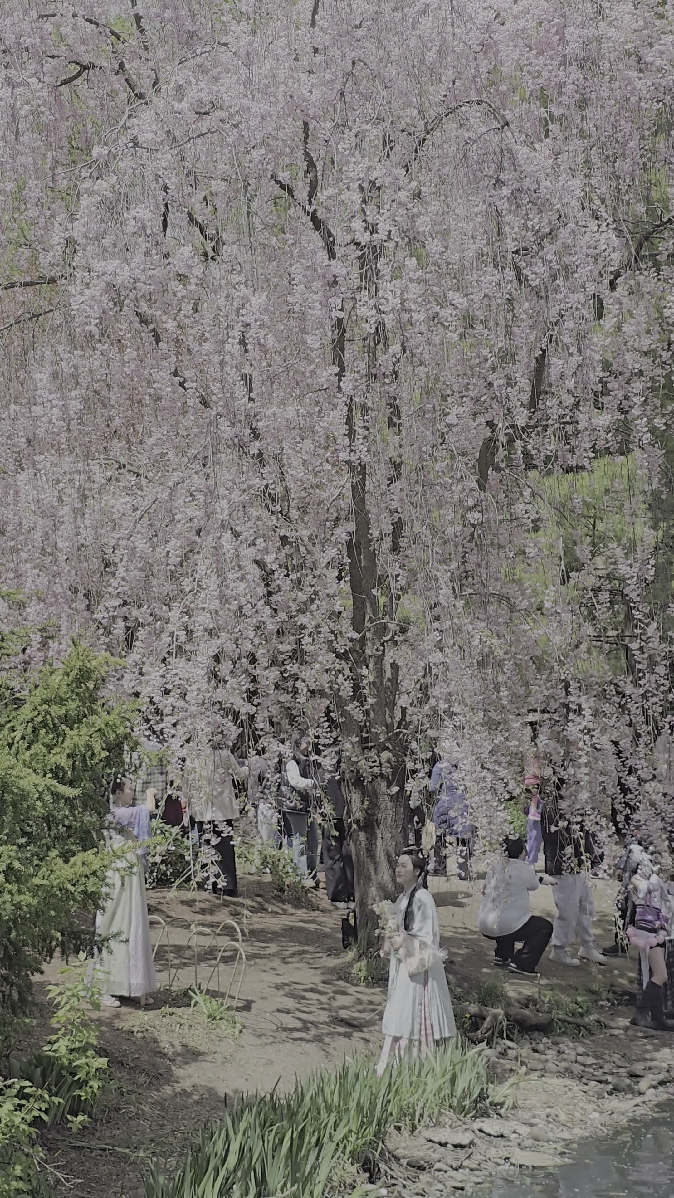 Cherry Blossom Trees in Full Bloom at Kariya Park Free Stock Video ...