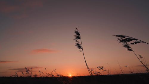 Gras Tanzen Im Wind Bei Sonnenaufgang