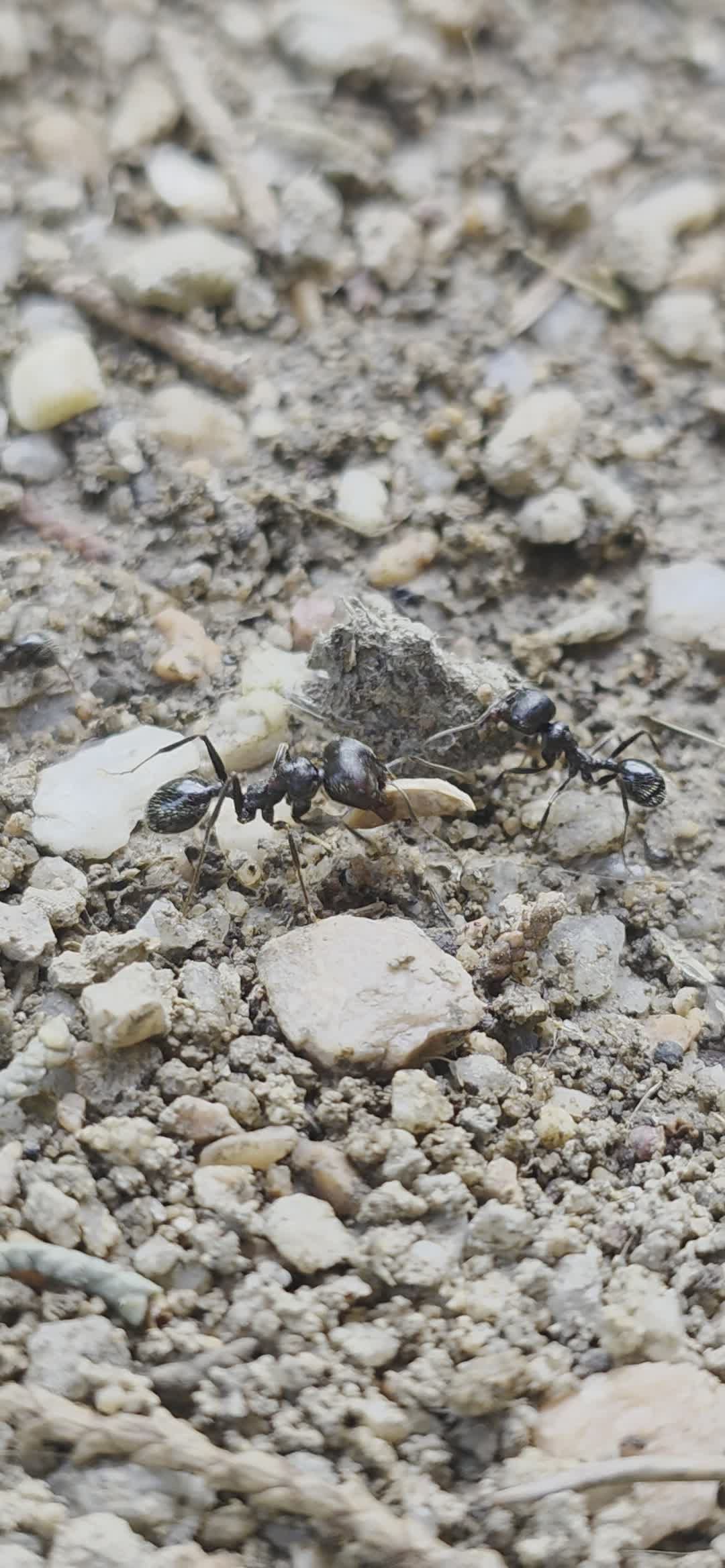 Close-up Footage of Ants in Nature Free Stock Video Footage, Royalty ...