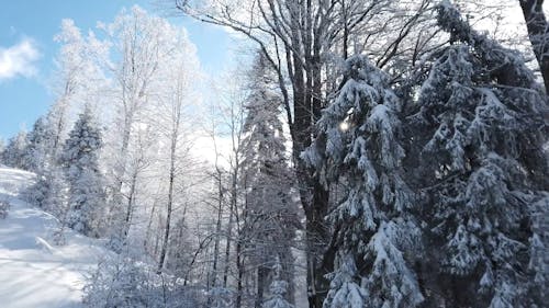 雪に覆われた山と青い曇り空の下の木々