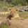 lion cub