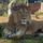 african lion