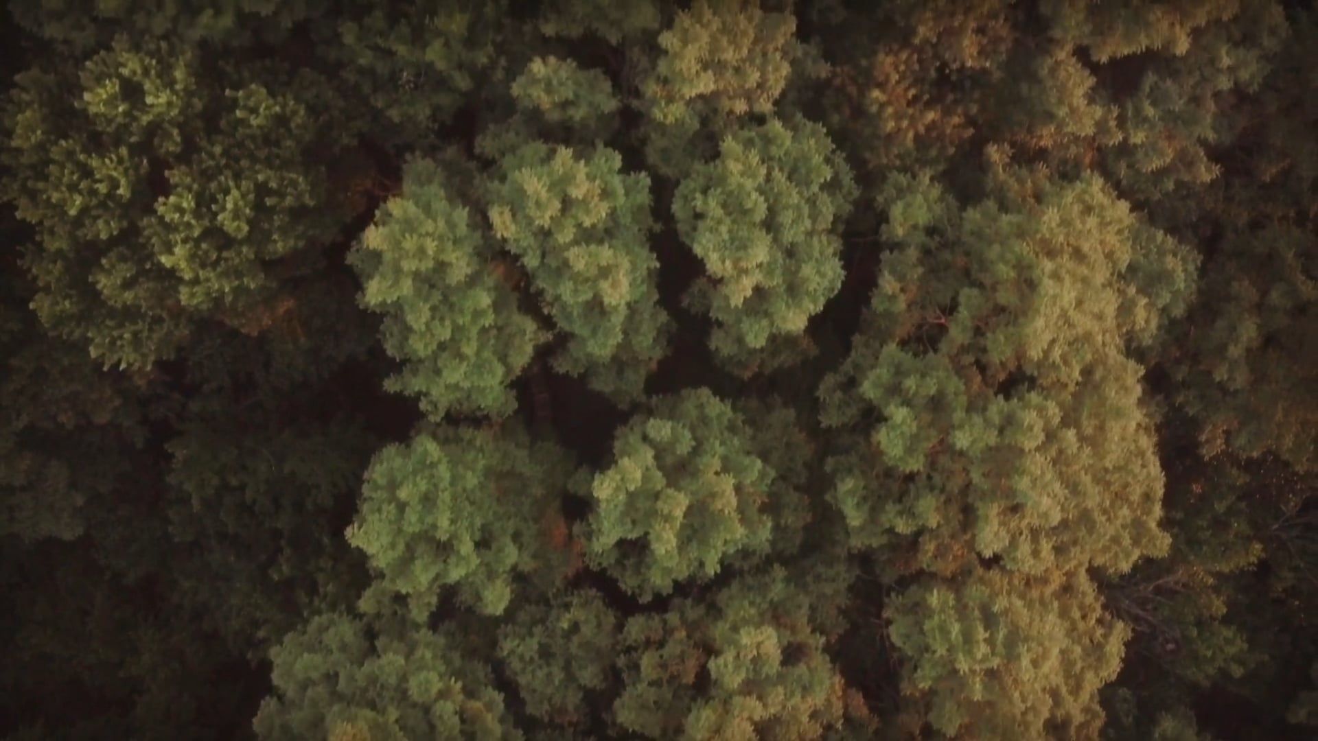 20 000 Best Drone Footage Forest Videos 100 Free Download Pexels