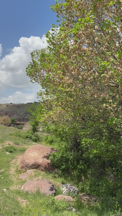 Tuğba Serçe's nature timelapse video