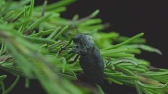 豌豆尖视频素材