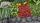 vegetable