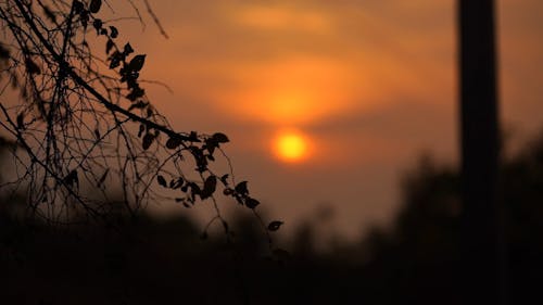 Silhouette Of Plant During Sunset