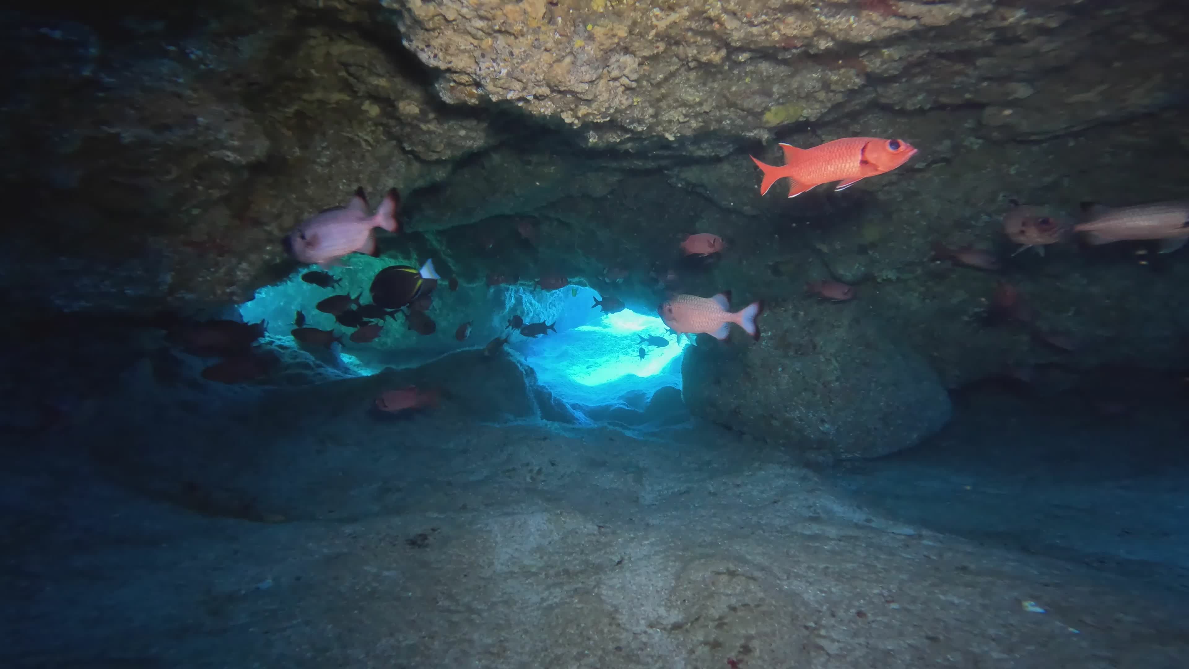 Underwater Cave with Schools of Colorful Fish Free Stock Video Footage ...