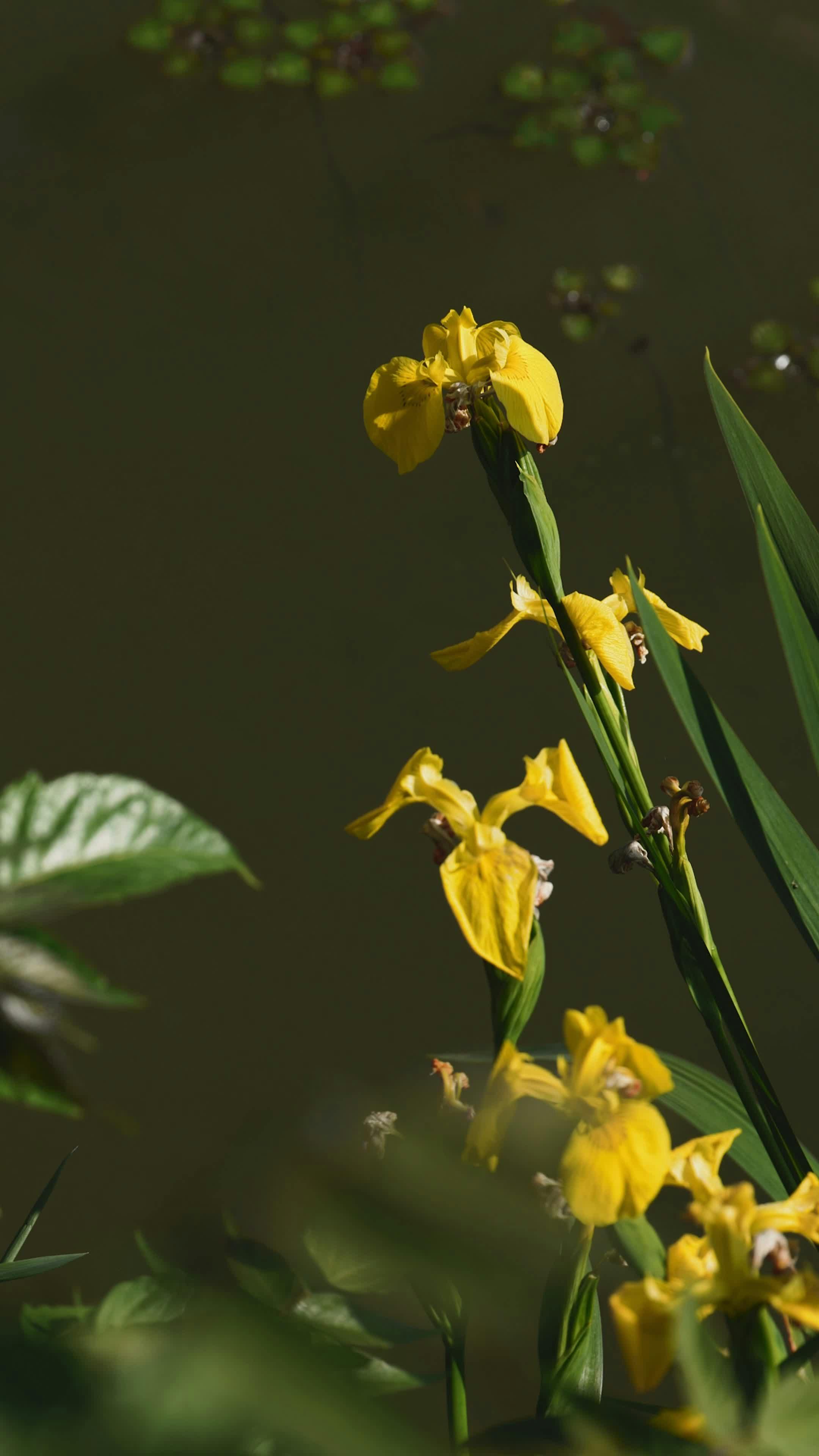 elegant yellow iris flower by a pond 37635652