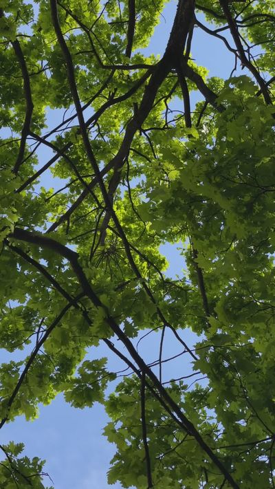 Pavel Zuyonok's nature timelapse video